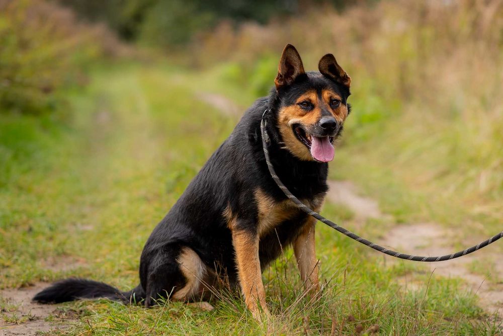 Elton: schroniskowy weteran gaśnie w oczach ;(