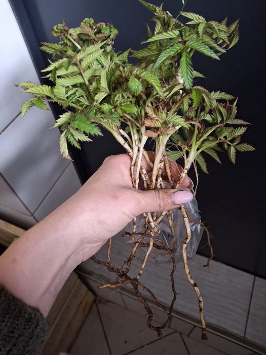 Sadzonki malinotruskawka 20 sztuk