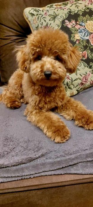 Strzyżenie  piesków I kotków