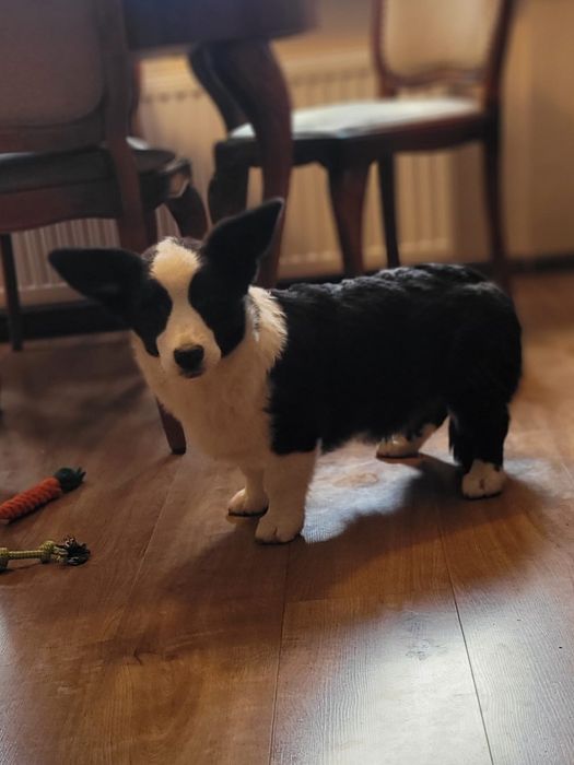 Welsh Corgi Cardigan FCI