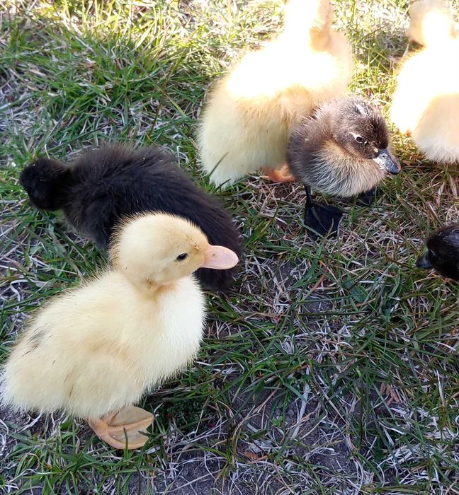 Kaczki- biegusy indyjskie