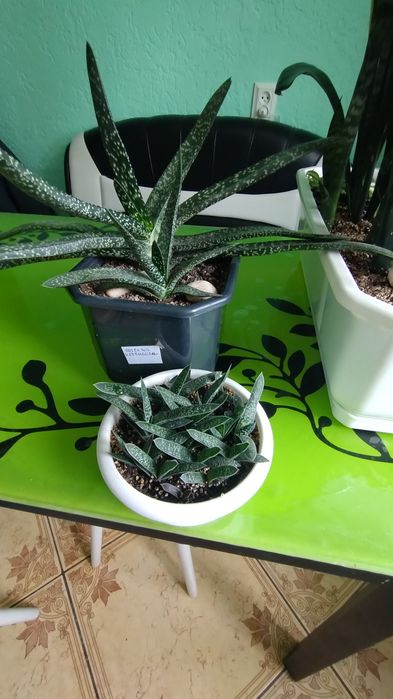 Гастерія вірукоза