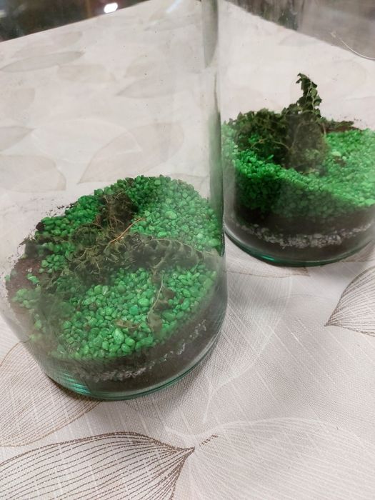 Las w słoiku, duży szklany wazon, las w słoiku - - 1 wazon