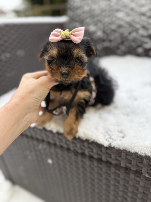 Цуцики з паспортом йорк