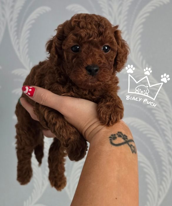 Pudel toy red brown mini  chiny suczka badania genetyczne paszport wyprawka