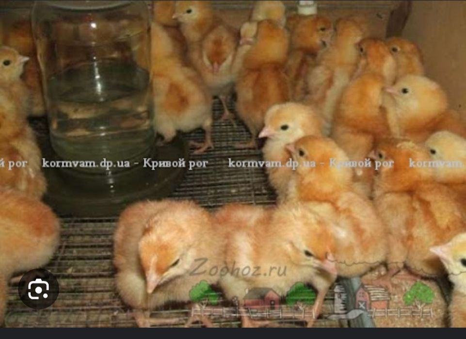 Яйце інкубаційне