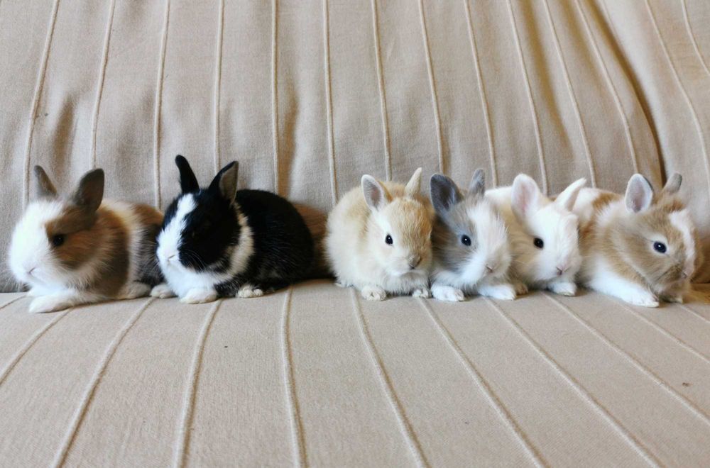 Mini Coelhos anões + gaiola nova + alimentação adequada