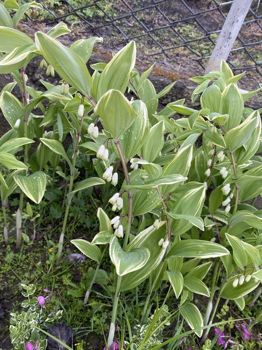 Тіньолюбиві рослини