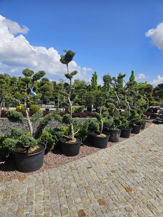 Jałowiec bonsai, Sosna, Modrzew, Buk, Ambrowiec