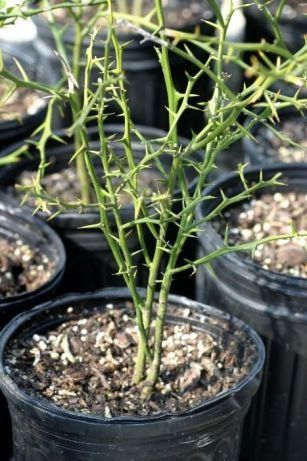 Poncirus TRIFOLIATA или Дикий Лимон, Понцирус Трифолиата. Комнатный