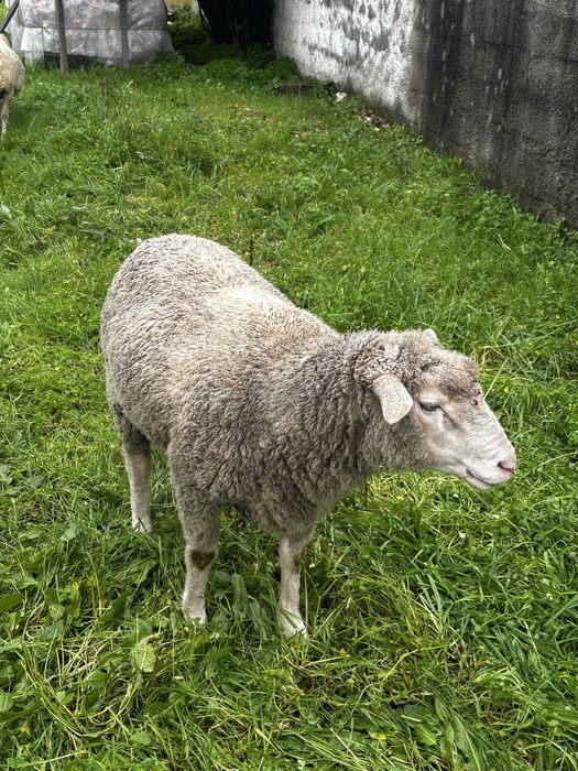 Carneiro merino/il de france
