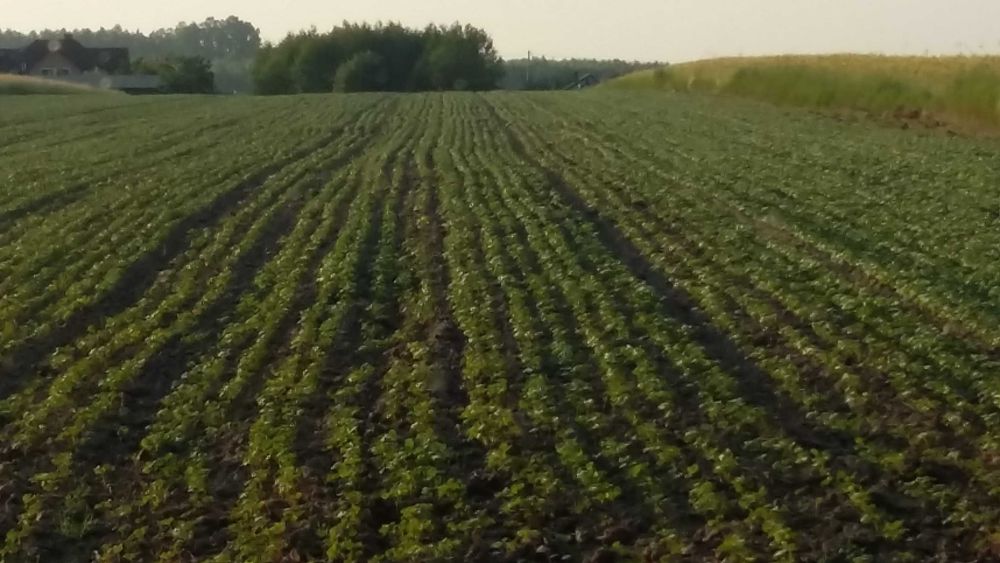 Sprzedam nasiona facelii, słonecznika