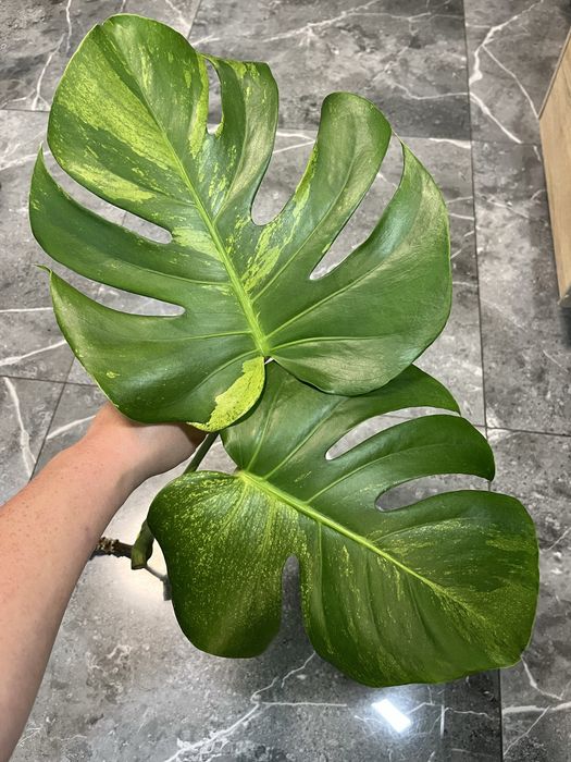 Monstera Green on Green mint szczyt