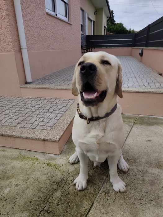 Labrador Seeks Girlfriend65048667808131121