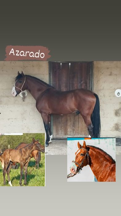 Garanhão PSL .        .