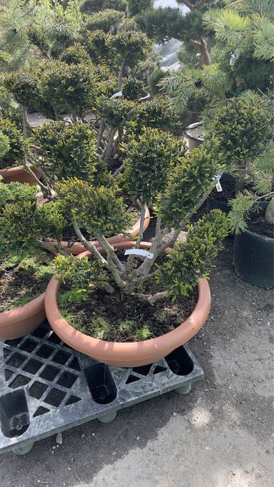 Bonsai jałowiec/cis/ostrokrzew/sosna / drzewa formowane / niwaki / bonsai niskie ceny / dostawa /