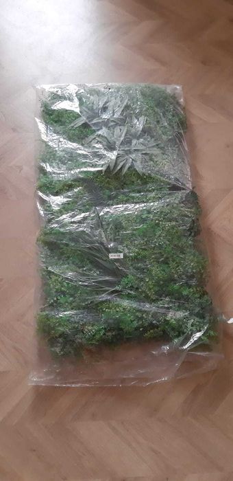 Rośliny botaniczne bez podlewania :) Ogród wertykalny zielona ściana