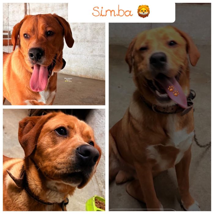 Cão jovem e meigo para adoção responsável