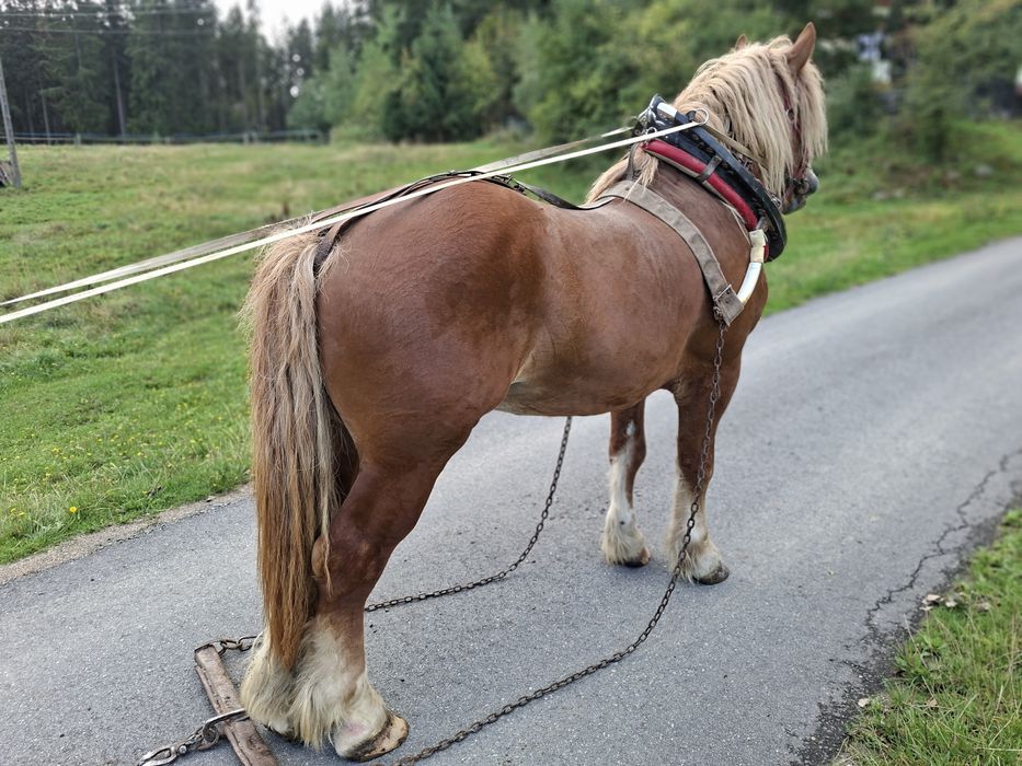 Sprzedam konia zimnokrwistego
