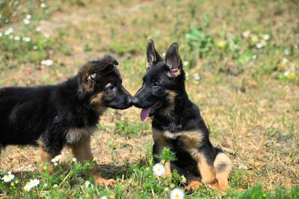 Щенки нем овчарки
