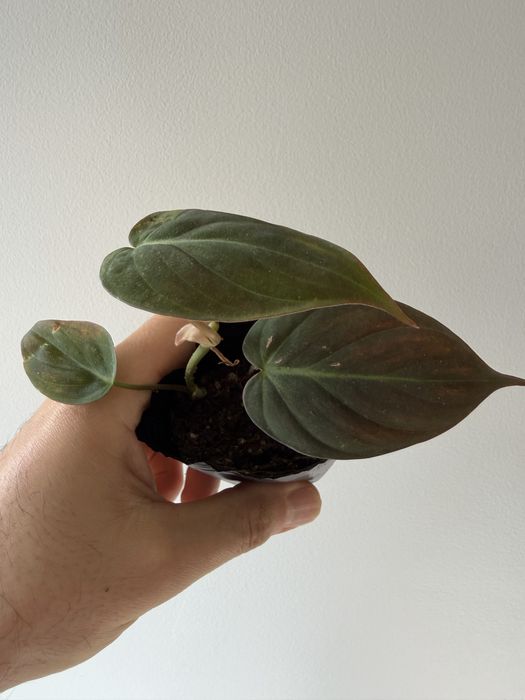 Philodendron Micans