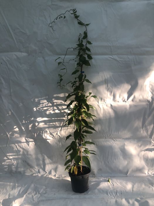 Актинідія ( міні ківі) багато сортів