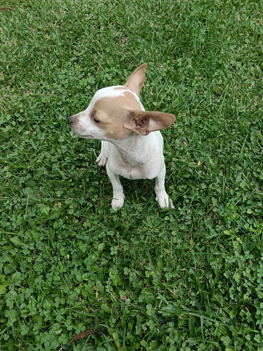 Pinscher fêmea linda
