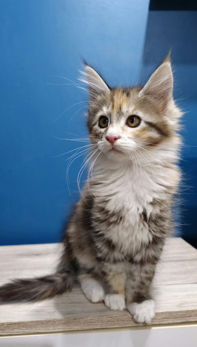 Srebrna szylkretowa kotka Maine coon