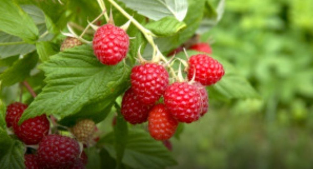 Sok z malin domowy 2025