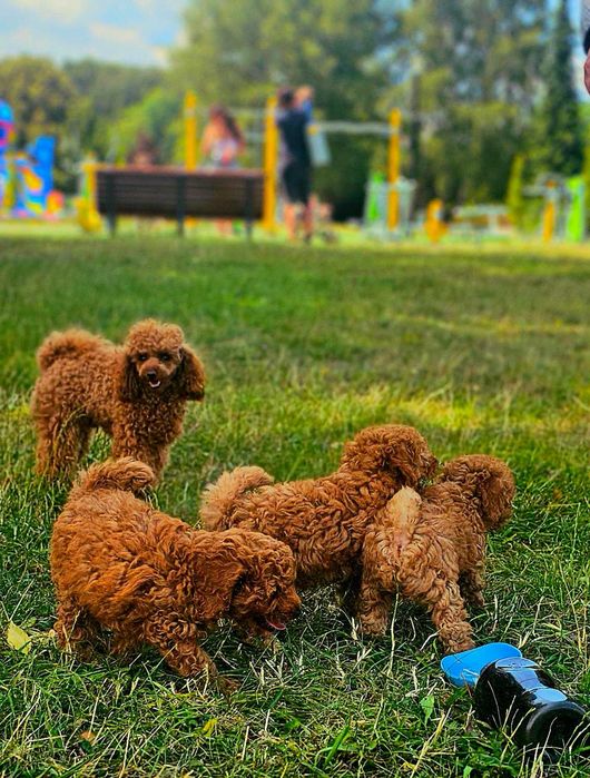 Pudel Toy Red-Brown Dziewczynka (genetyka, mala domowa hodowla)