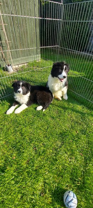 Border collie szczeniak warto zobaczyć!