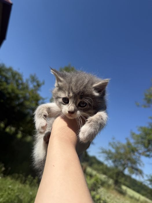 Віддам в добрі руки кошенят терміново!!