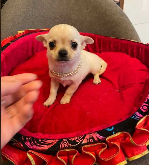 Chihuahua śliczny biały piesek