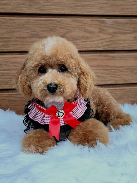Pudel & maltańczyk MALTIPOO okazja !!!