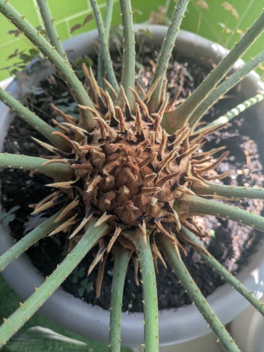 Продам великій Цикас