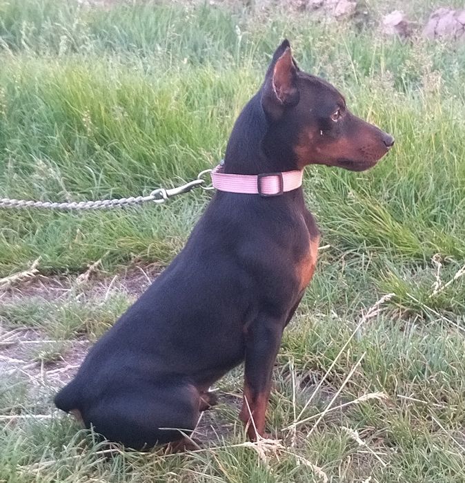 Цвергпінчер, міні доберман, КСУ,в'язка.