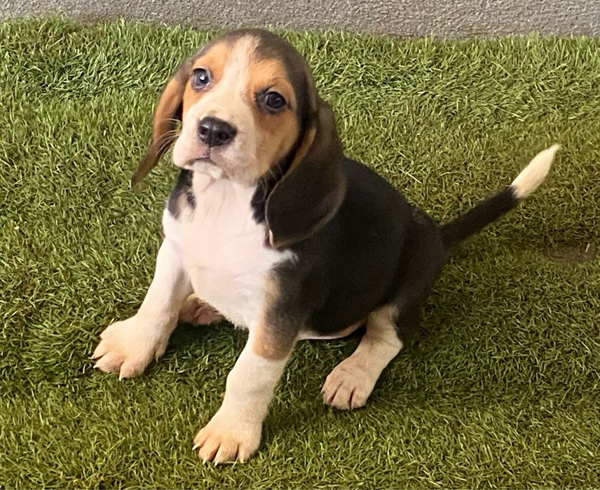 Cachorro Beagle ticolor