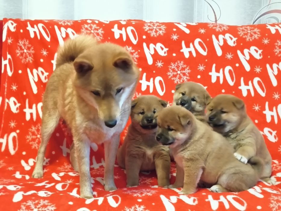 Shiba Inu śliczne pieski i suczki ZKwP/ FCI