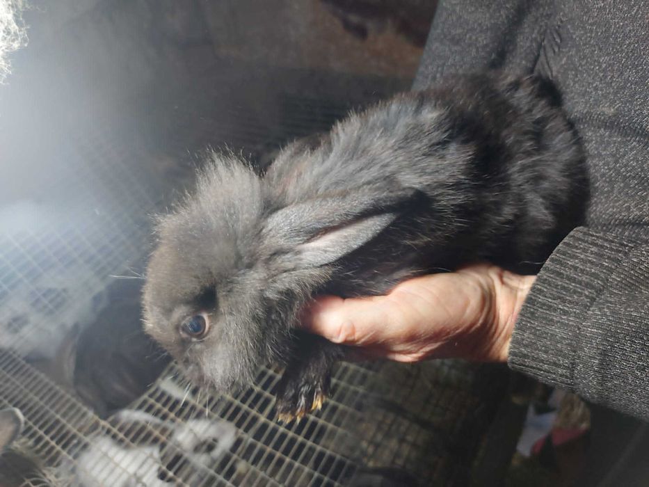 Coelhos de estimação