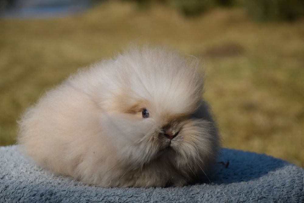 Karzełek Teddy/ rasa długowłosa/ puszyste