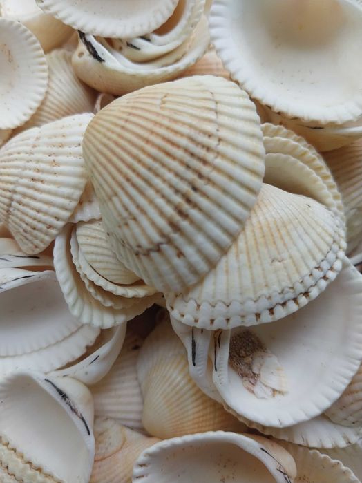 Ракушки отборные для аквариума и декора с Азовского моря 0,5 кг