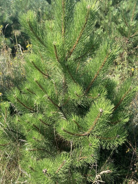 Продам крымку. Крымка на ком. Сосна крымская.