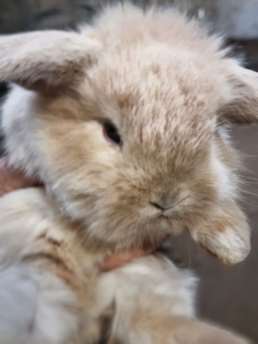 Kit coelhos anoes, mini lop, mini holandeses e toy no criador