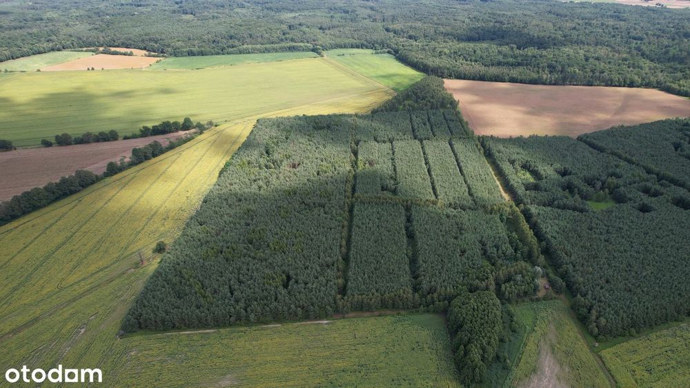 Malowniczy, prywatny kompleks leśny 18,48 ha - Raciszów, gmina Lubsza
