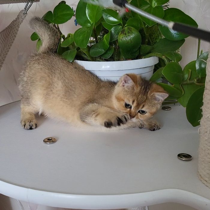 Хлопчик Золота шиншила.