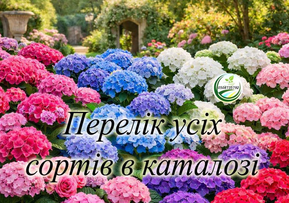 Купити саджанці гортензія Нескінченне літо (Безкінечне літо) в Україні