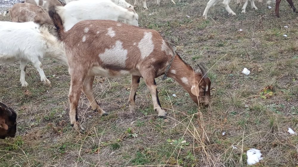 Козочка нубійка 50 % альпійка 50 % кітна