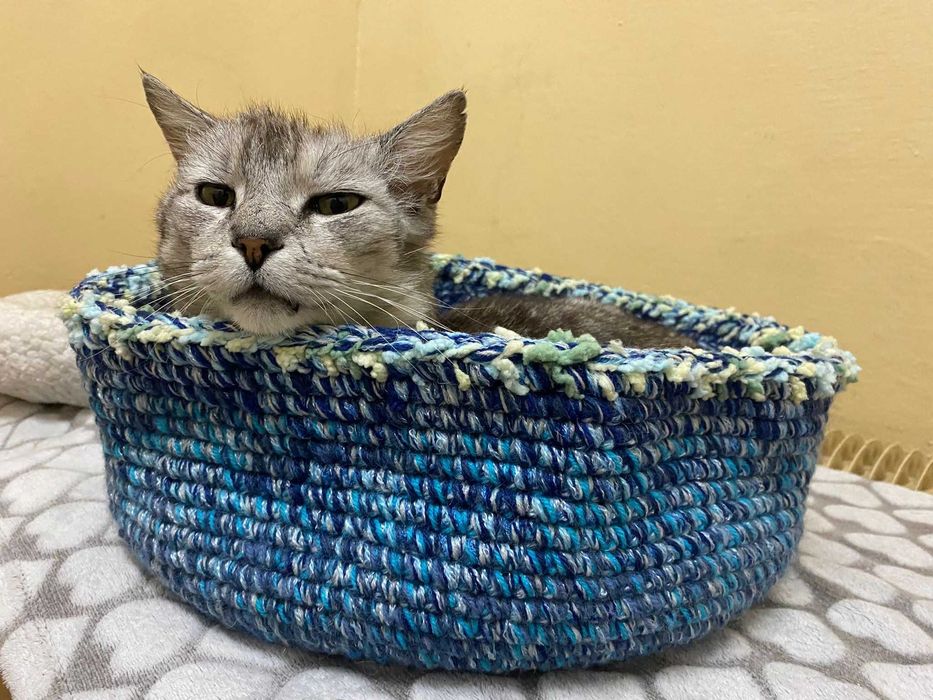 Dostojny kot ANTOŚ prosi o fajny dom dla siebie