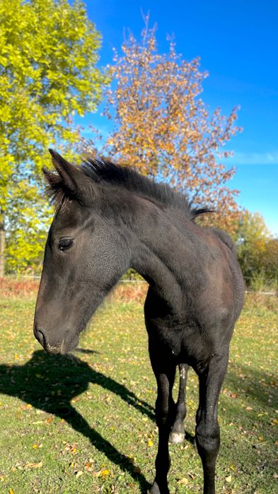 Grandess (Gala x Chojrak)