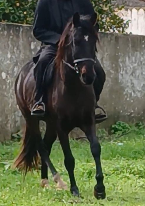 Poldro crusado de lusitano